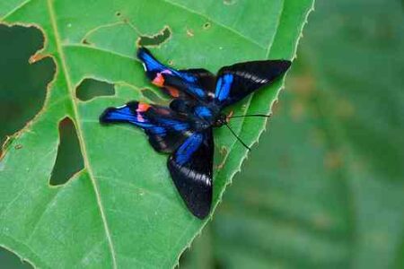 Saving A Rainforest: Crockpot 08.24.12 Image